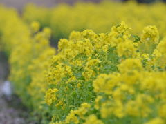 菜の花