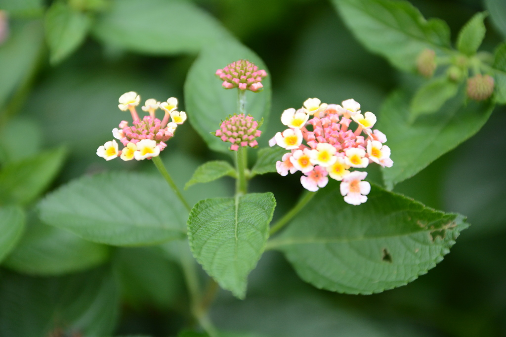 紫陽花5