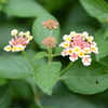 紫陽花5