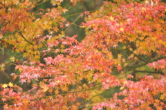 紅葉1