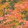 紅葉1