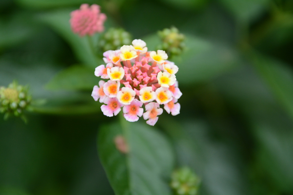 紫陽花3