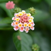 紫陽花3