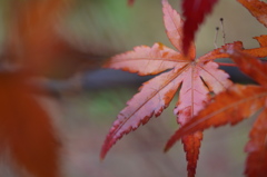 紅葉