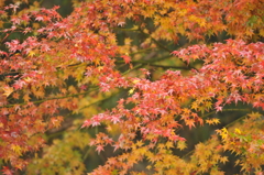 紅葉2