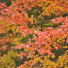 紅葉2
