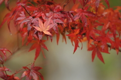 紅葉2