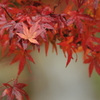 紅葉2