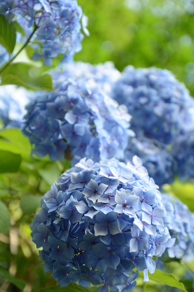 紫陽花1