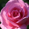 秋 薔薇の心-Ⅲ