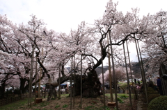 サクラ　桜　さくら－Ⅱ