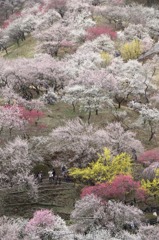 吉野梅郷