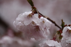 サクラ　桜　さくら－Ⅳ