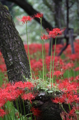 曼珠沙華