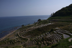 白米の千枚田