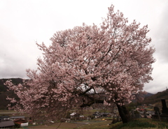 サクラ　桜　さくら－Ⅵ