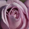 秋 薔薇の心-Ⅰ