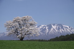 一本桜