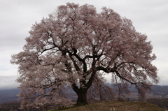 サクラ　桜　さくら－Ⅰ
