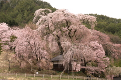 サクラ　桜　さくら－Ⅶ