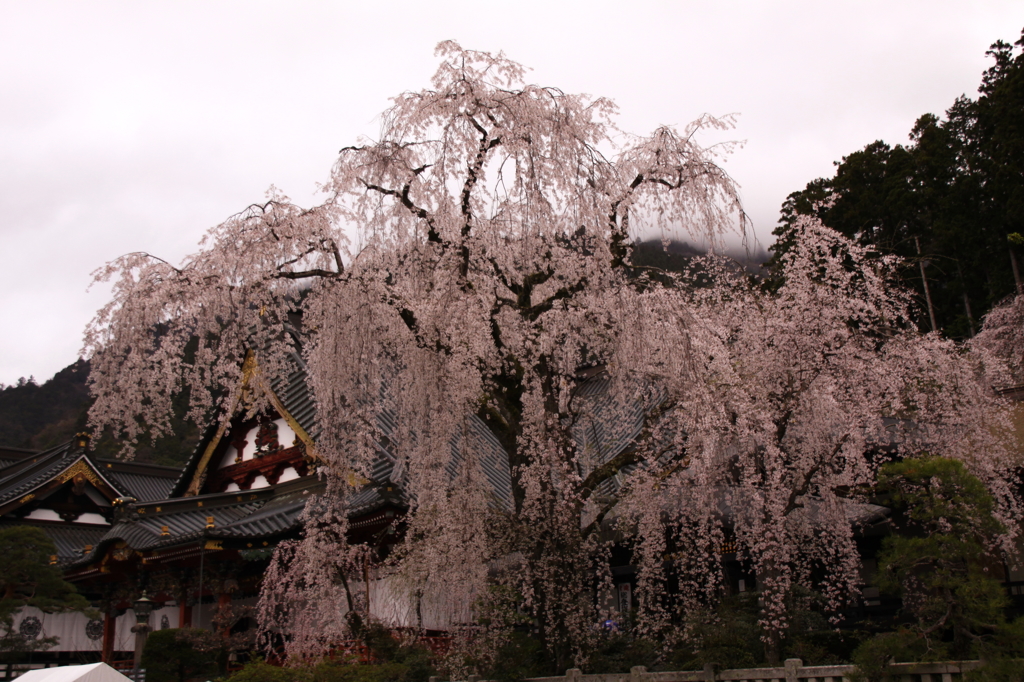 サクラ　桜　さくら－Ⅲ