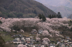 サクラ　桜　さくら－Ⅷ