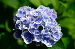 夏来にけらし紫陽花の花