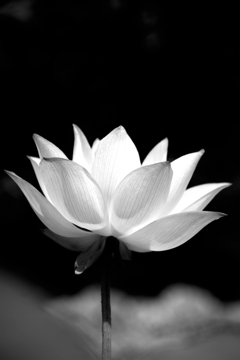 蓮花の冠