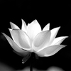 蓮花の冠