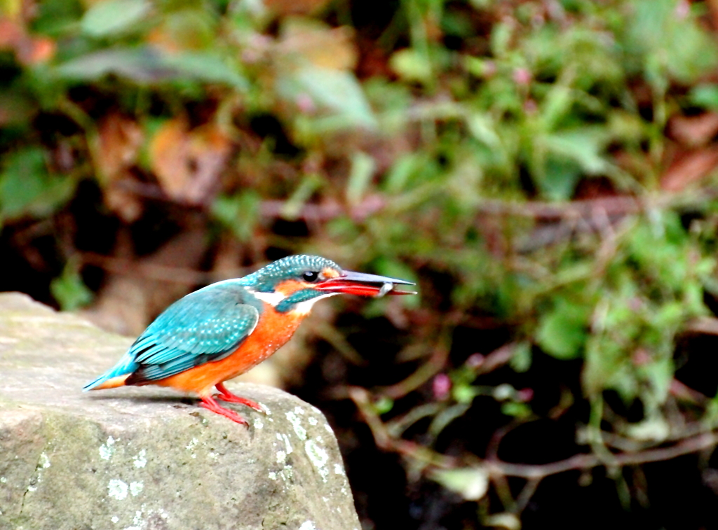 Kingfisher　3