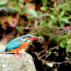 Kingfisher　3