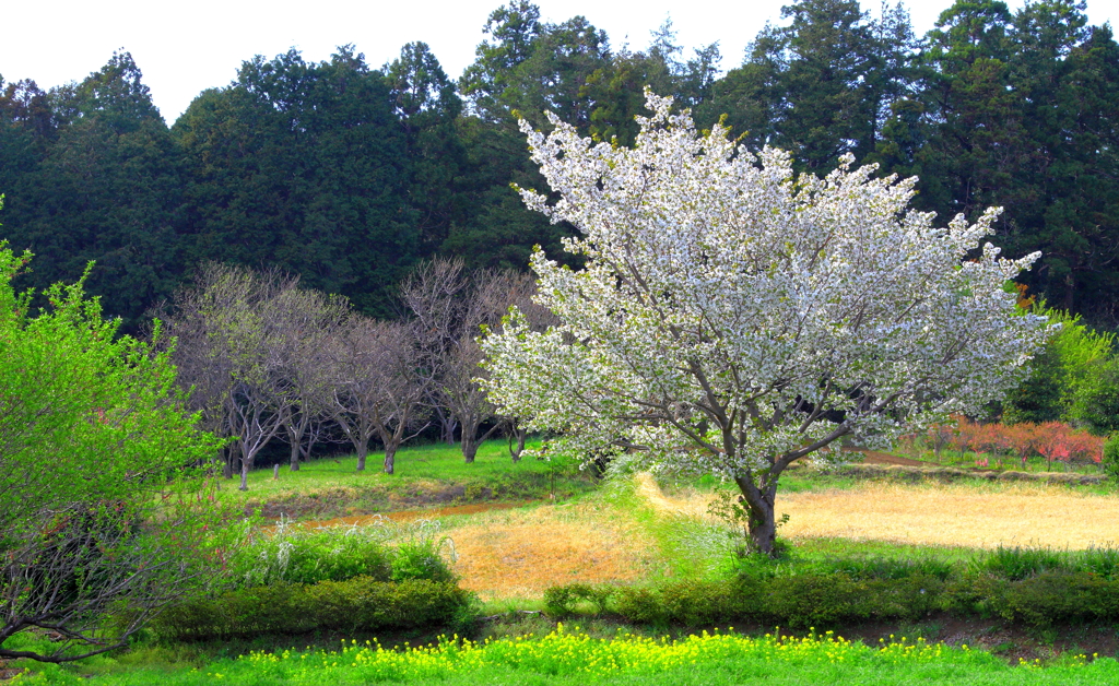 里山の春