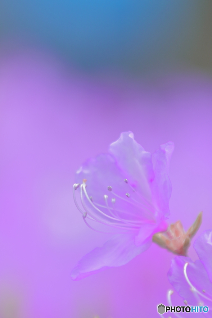 花梨