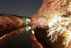 南区桜祭り2014ライトアップ　part2