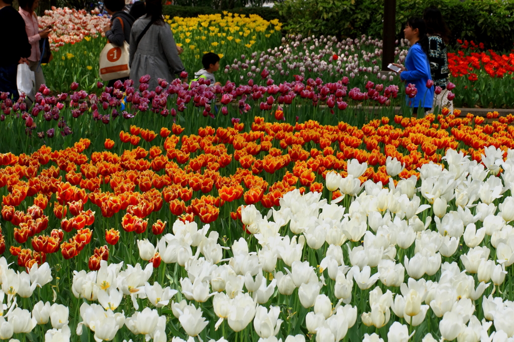 春の横浜公園