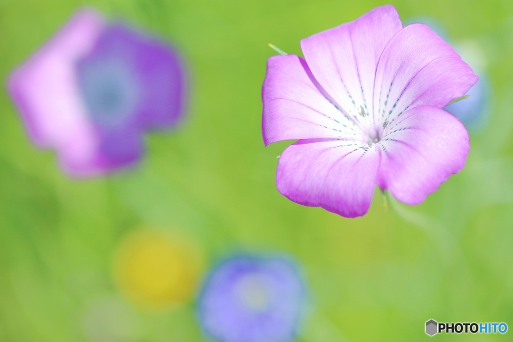 野原に咲く花冠