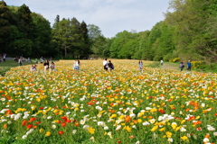 お花畑