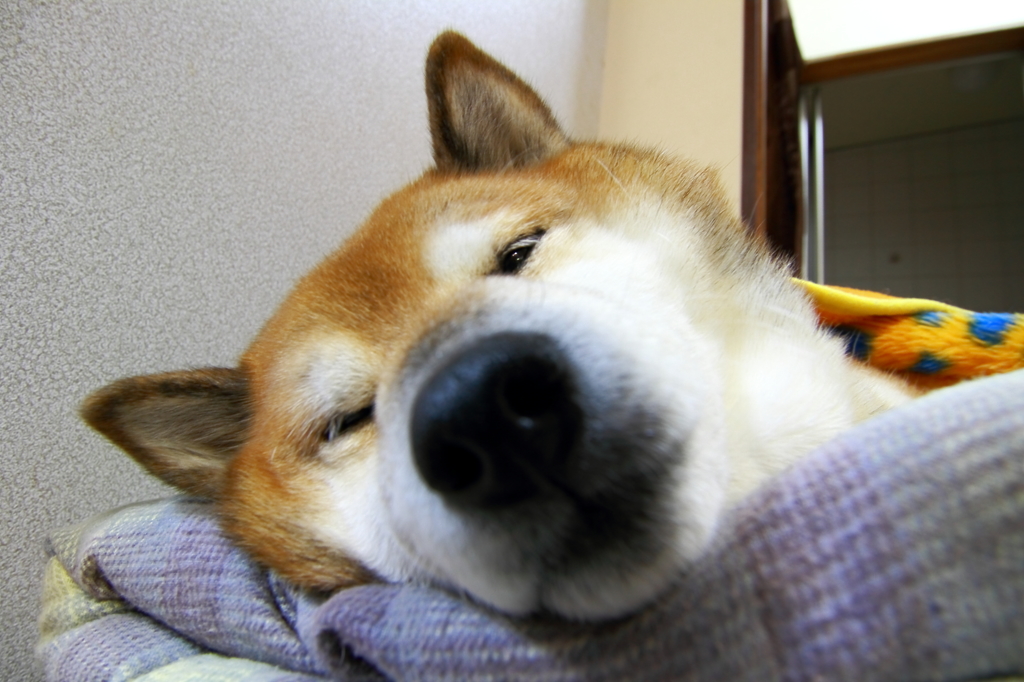 MY　DOG