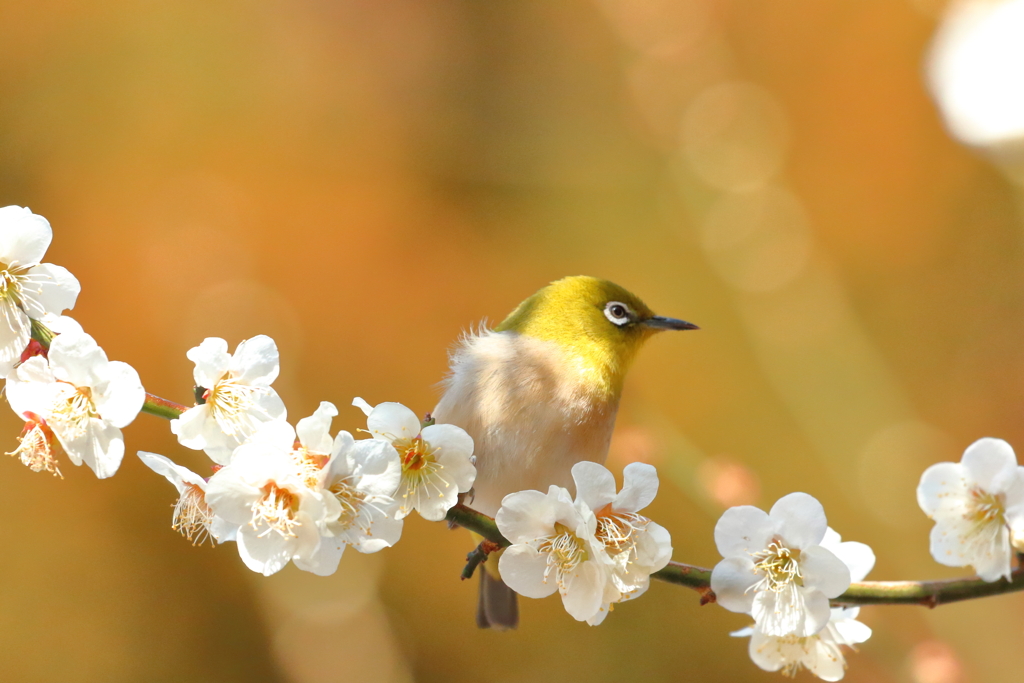 花のブランコ