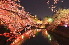 南区桜祭り2014ライトアップ　part１