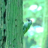追分の森の野鳥　　アオゲラ