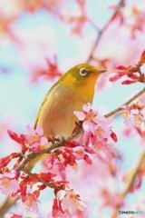 河津桜とメジロから染井吉野とメジロ=春の豪華リレー