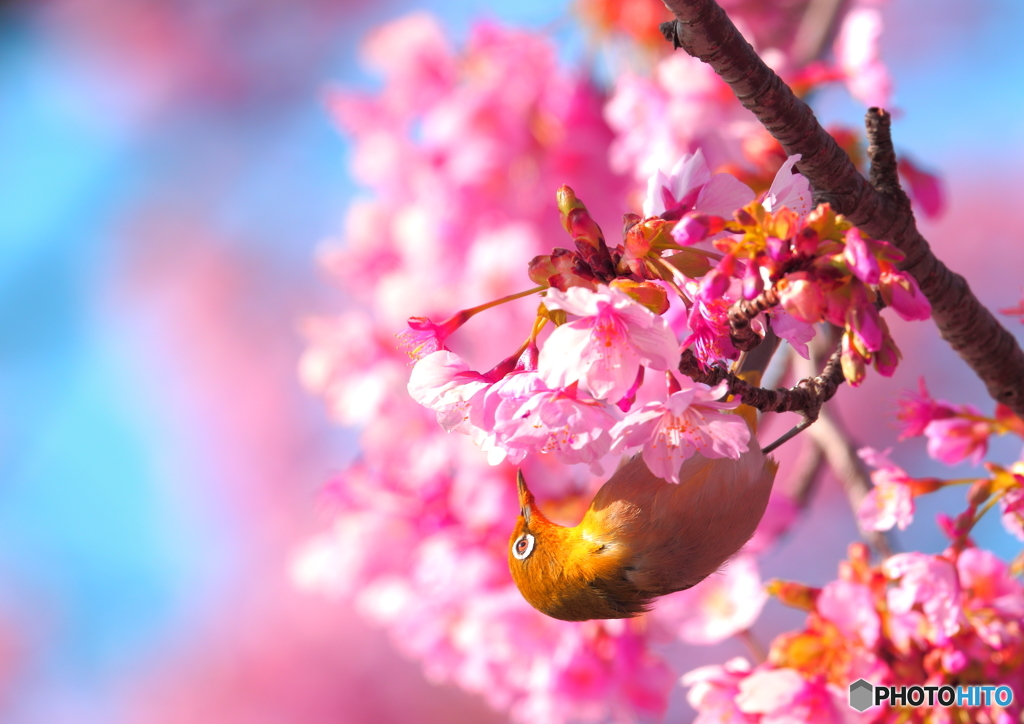 メジロと修善寺寒桜　