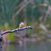 泉の森の野鳥たち　　キセキレイ