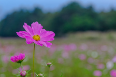 お花畑のノッポさん