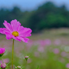 お花畑のノッポさん