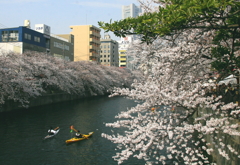 桜咲く休日
