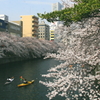 桜咲く休日