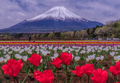 五月晴の御花畑
