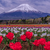 五月晴の御花畑